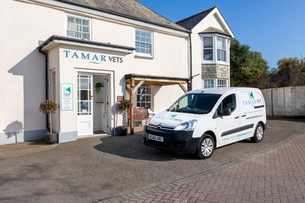 Independent veterinary practice in Bude - Tamar Vets
