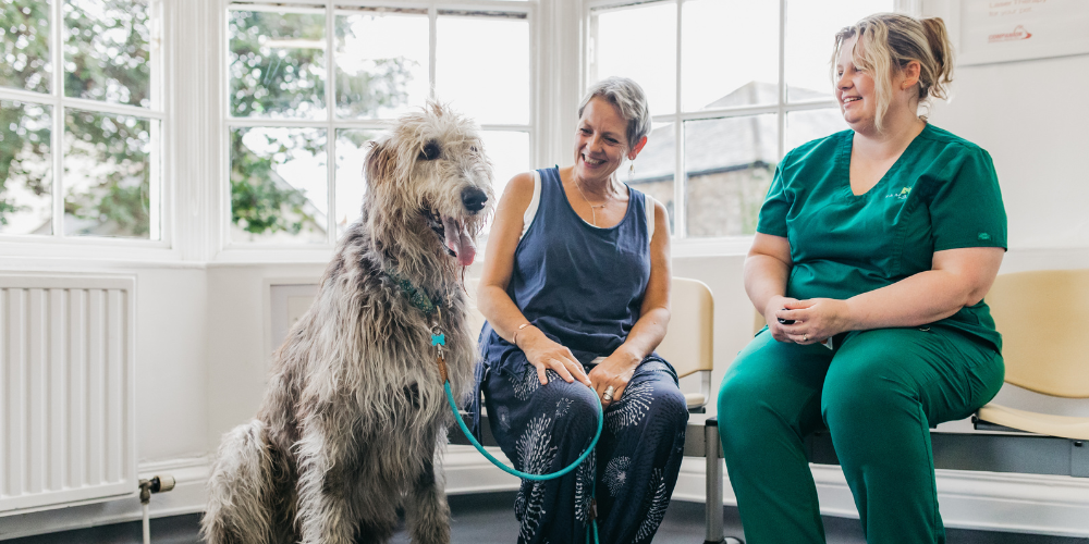 Arthritis in pets