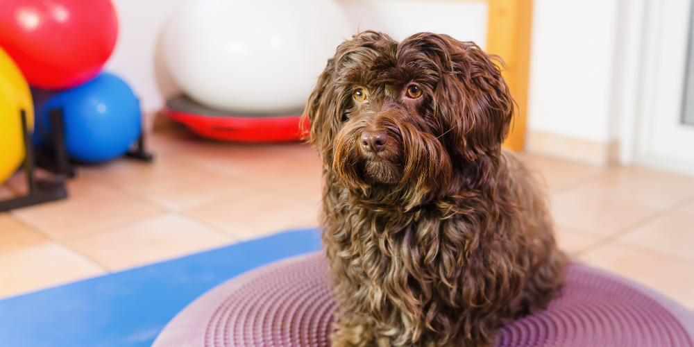 Pet physiotherapy