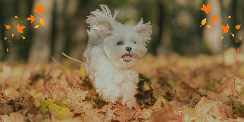 Autumn pet safety - blog