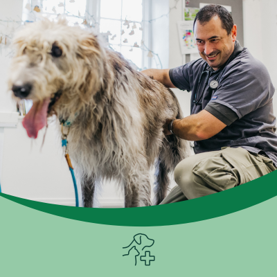 Small Animal Services