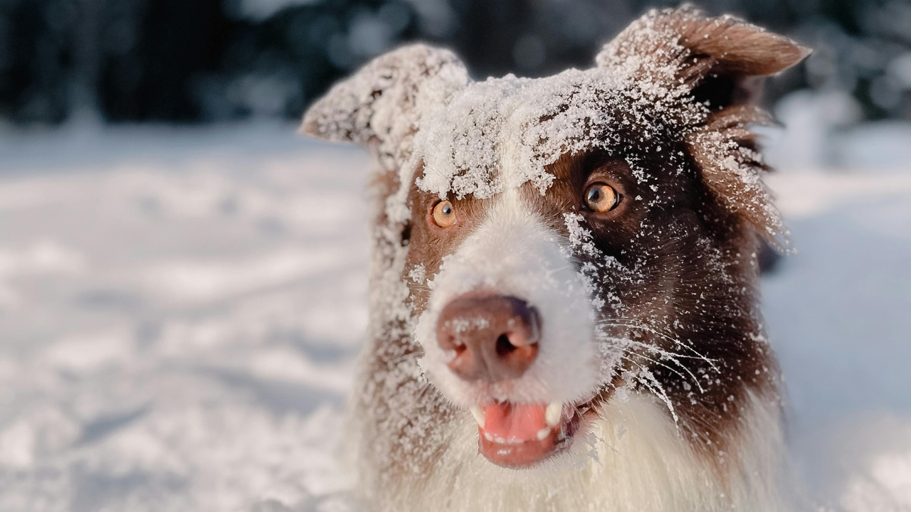 pets safe in winter