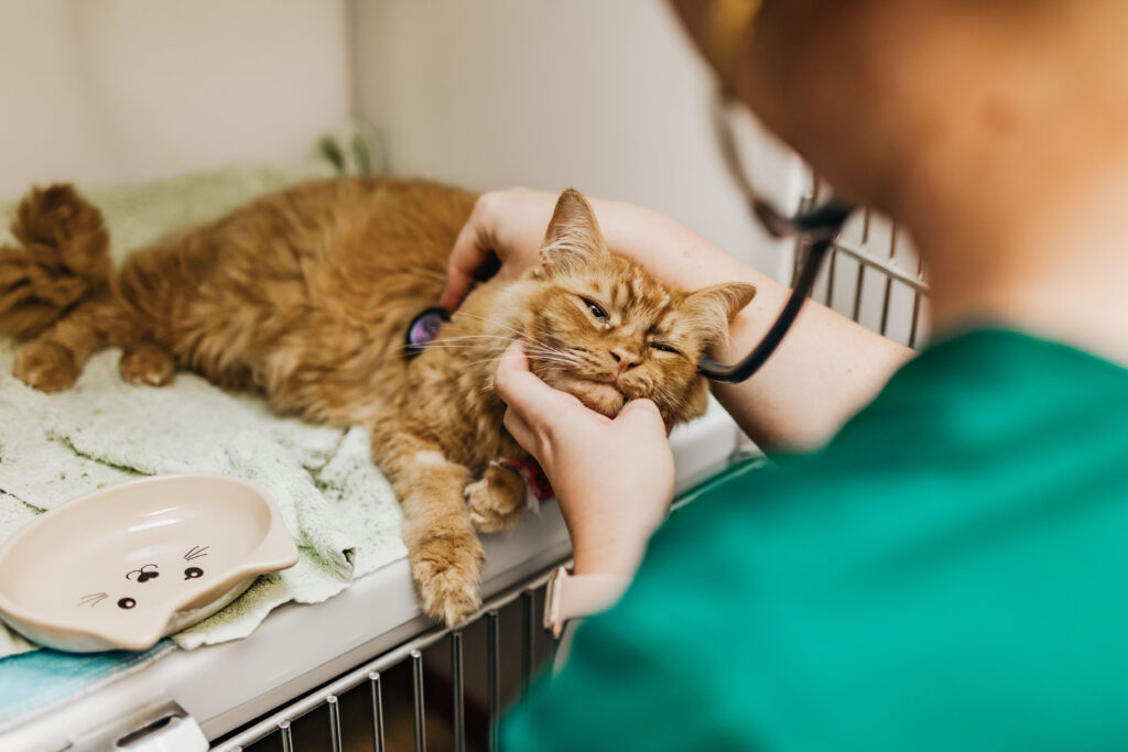 Sick cat - value of pet insurance