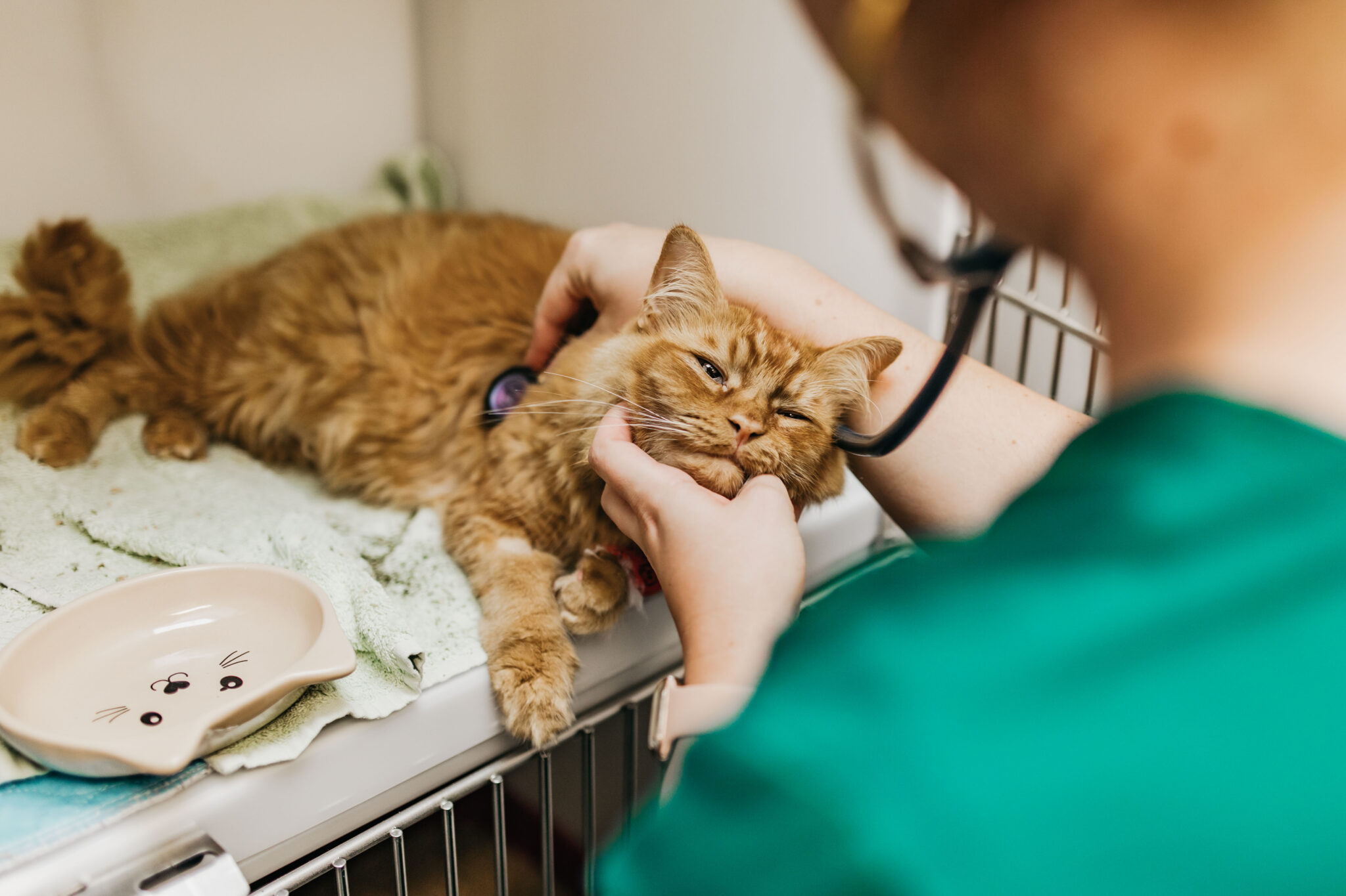 Preparing your pet for an anaesthetic - Tamar Vets