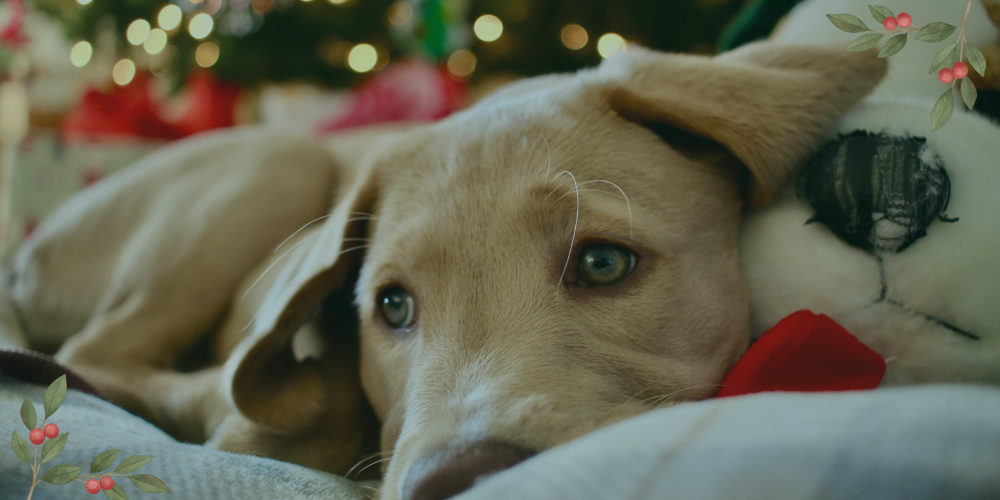 keeping your pets safe at Christmas
