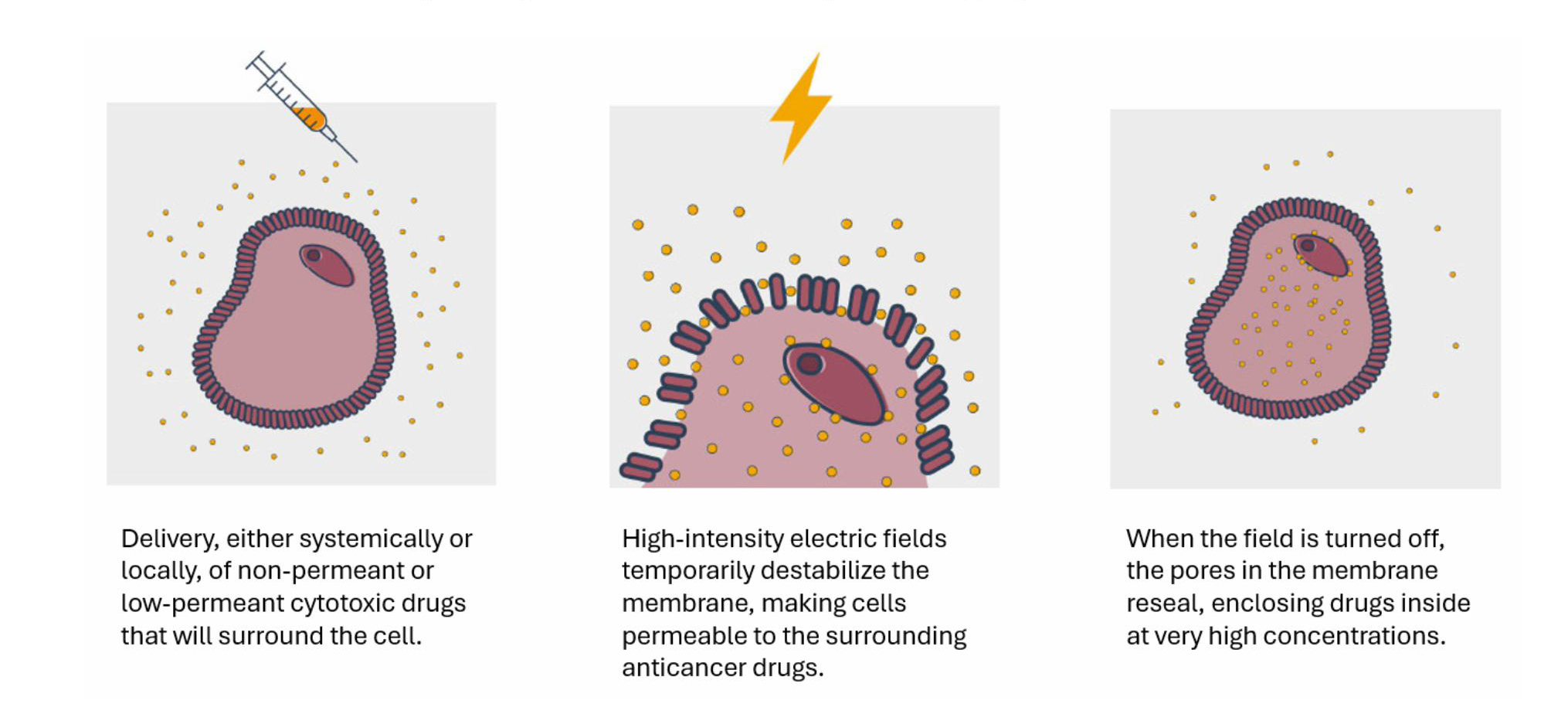 Veterinary electrochemotherapy