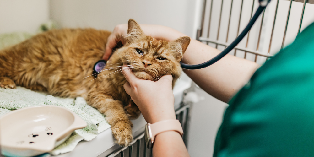 Out-of-hours vet emergencies