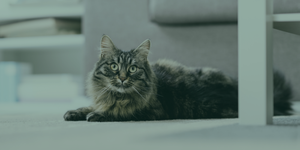 Tamar Homeserve - Home-visit vets