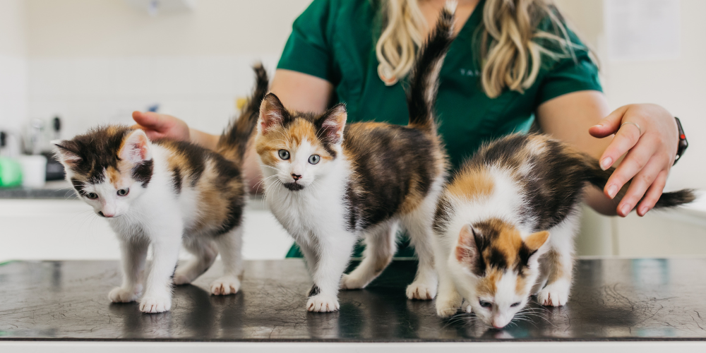 Blog on puppy and kitten care