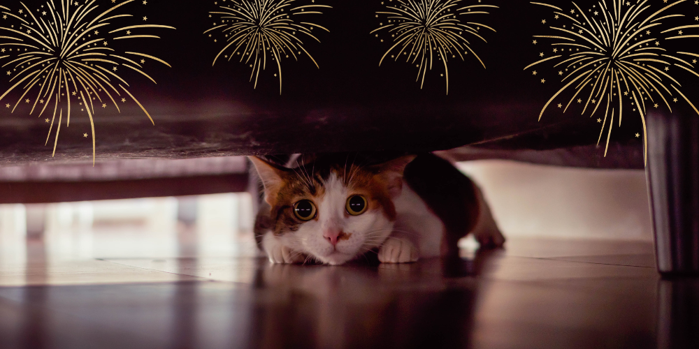 How to prepare your pet for firework season
