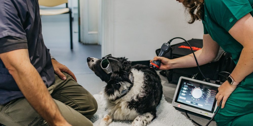 Tamar blog - spotting the signs of arthritis in pets. Image is of a dog receiving laser therapy